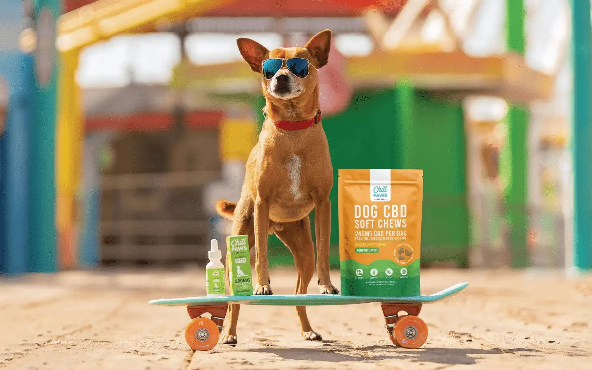 6 Best Pet CBD Brands for Anxiety, Pain & Wellness